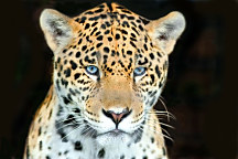 obraz leopard wildlife